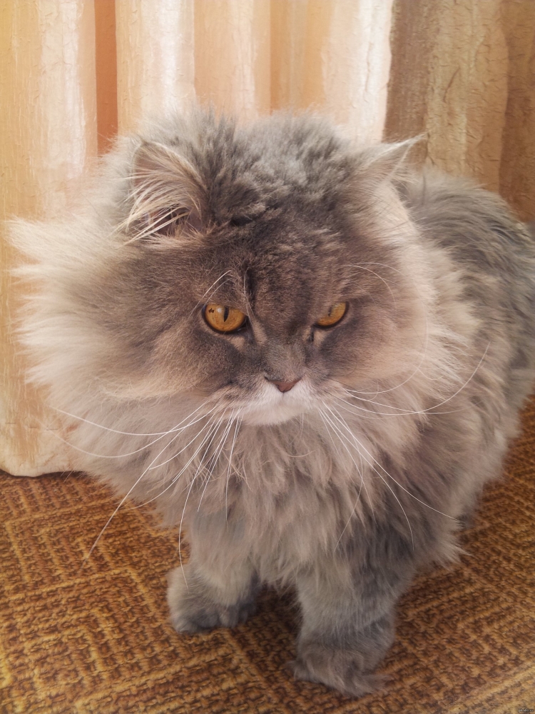 Сибирско Персидская кошка
