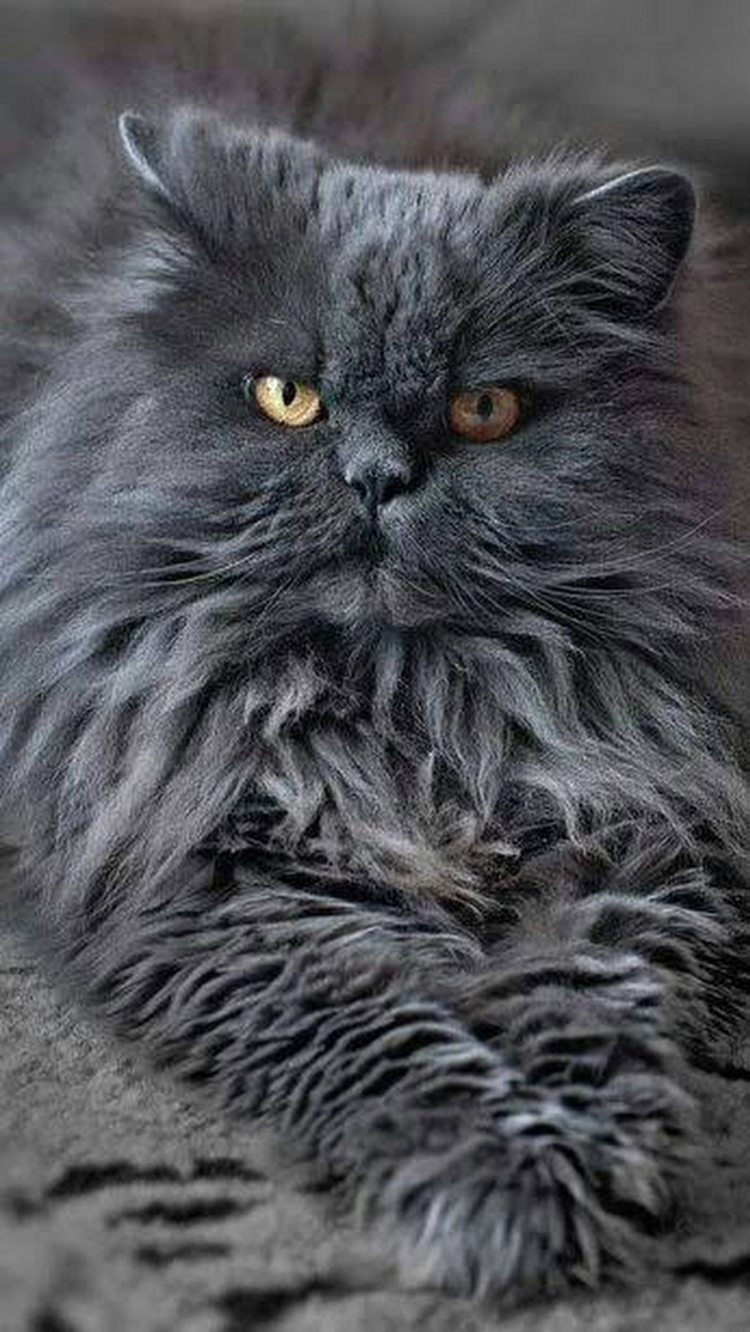 Сибирский полуперс