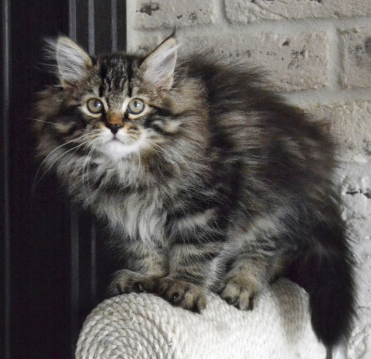 Валерия Верина + питомник сибирских кошек Neva's Legend