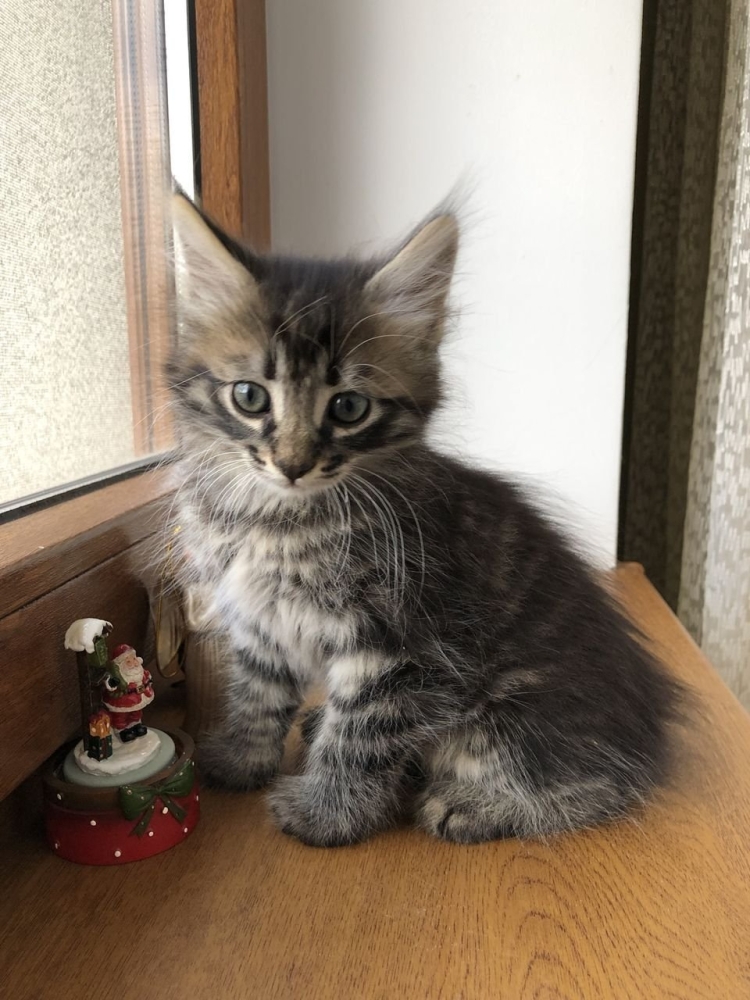 Котята Мейн кун метисы