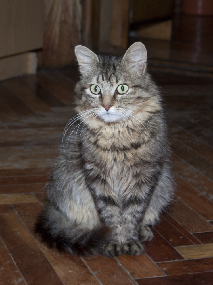 Метис сибирской кошки