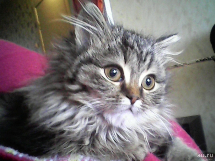 Сибирский кот помесь
