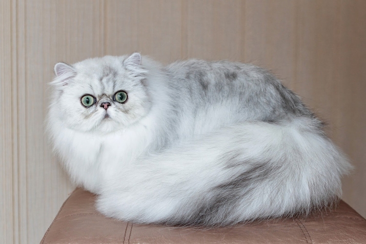 Персидская серебристая шиншилла