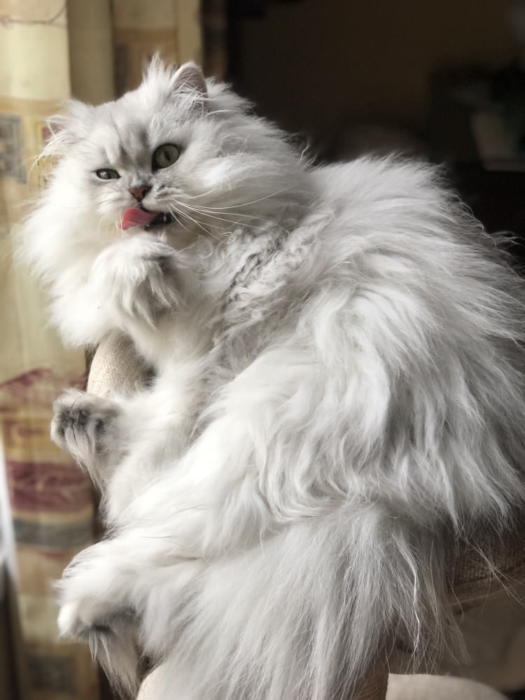 Персидская шиншилла дымчатая