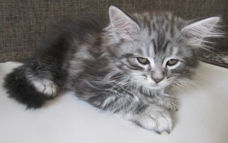 Метис Мейн куна и сибирской кошки