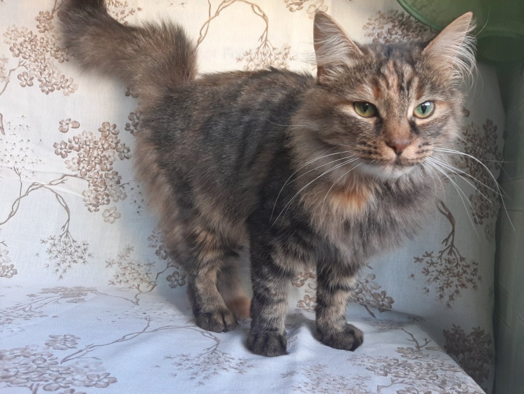 Сибирская помесь