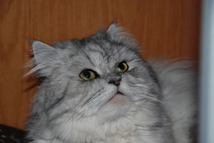 Метис британца и перса