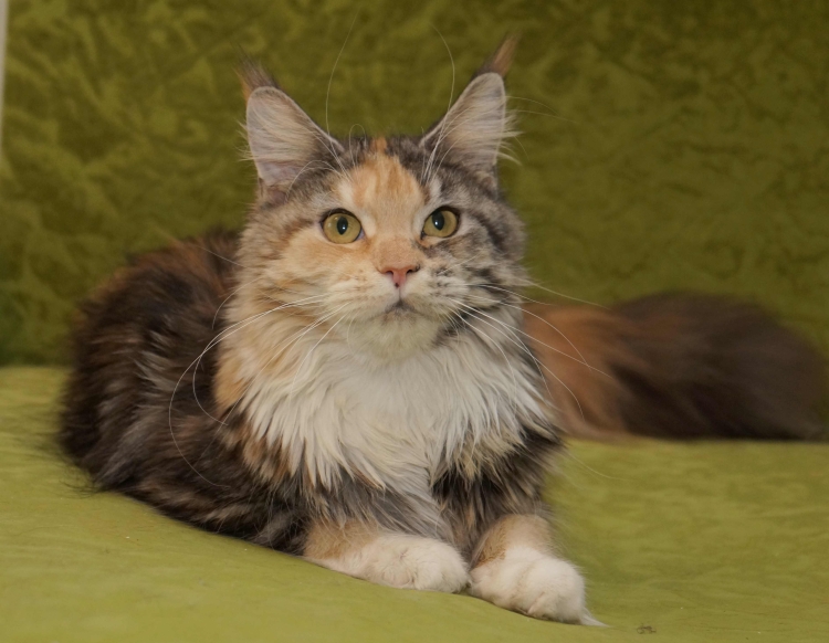 Сибирский Мейн кун