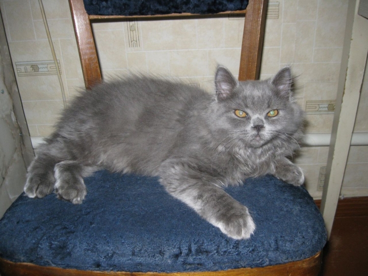 Помесь британца и сибирской кошки