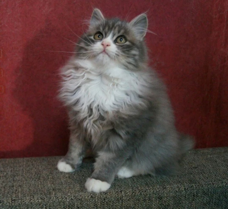 Сибирские котята голубой биколор