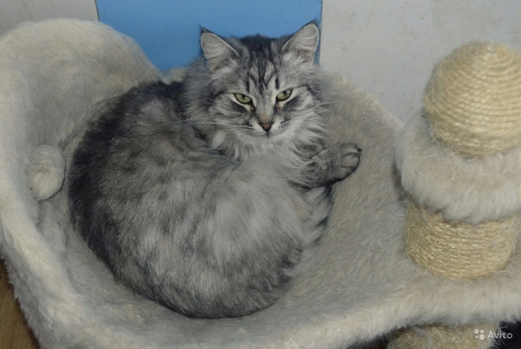 Метис сибирской кошки 1.5 месяца