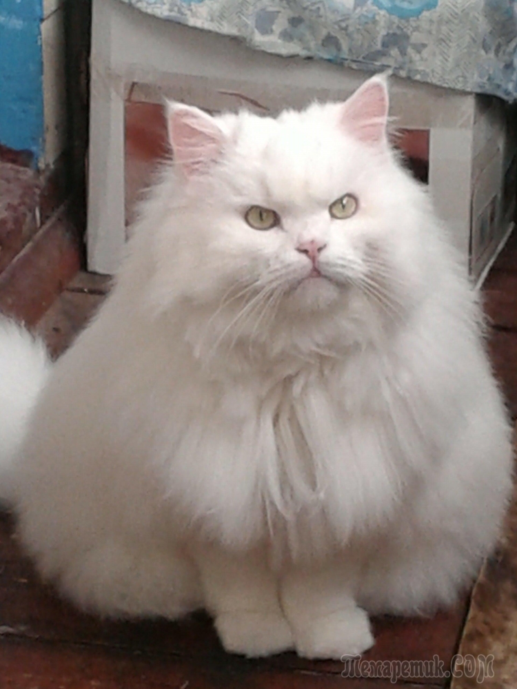 Персидский ангорский кот