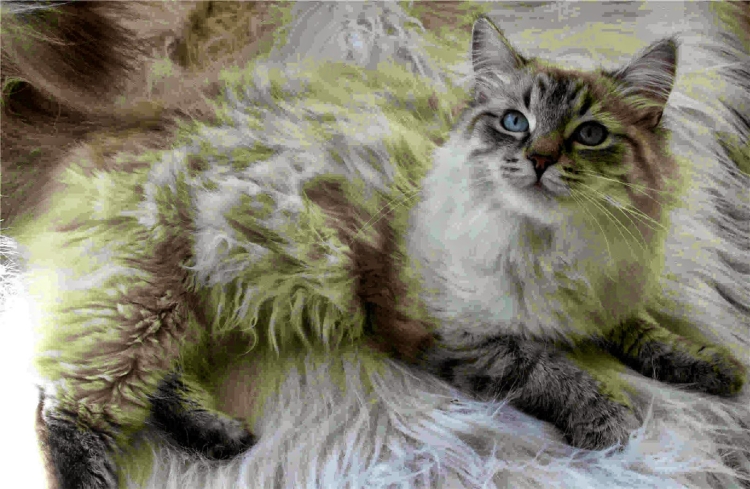 Мейн кун сиамского окраса