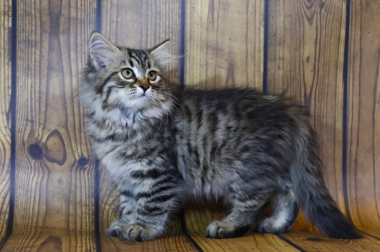 Тейково купить Сибирского кота