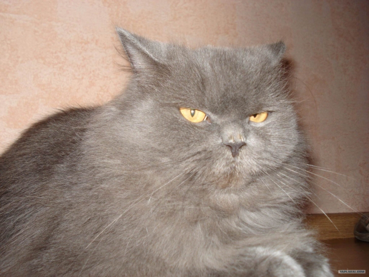 Британец с Сибирским котом