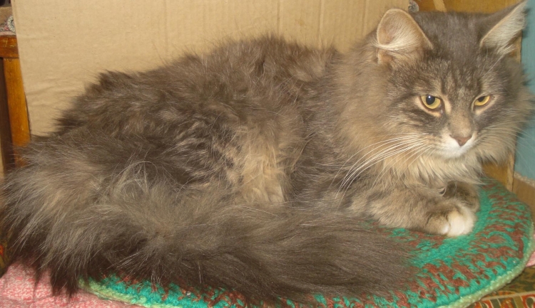 Сибирский котенок помесь