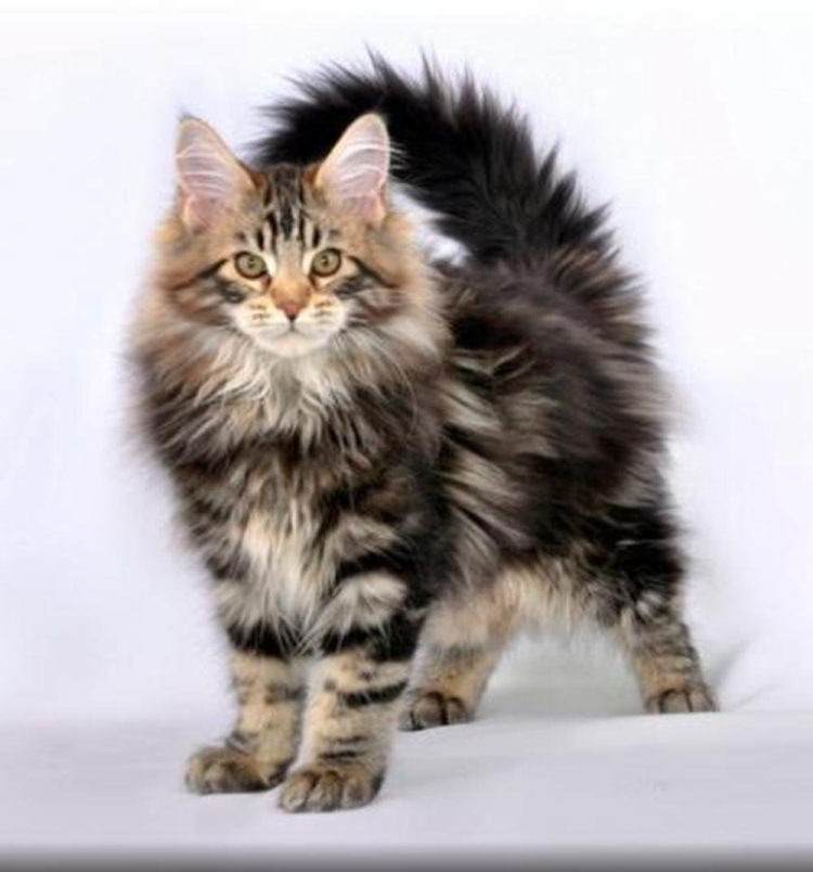 Сибирские кошки и Мейн куны