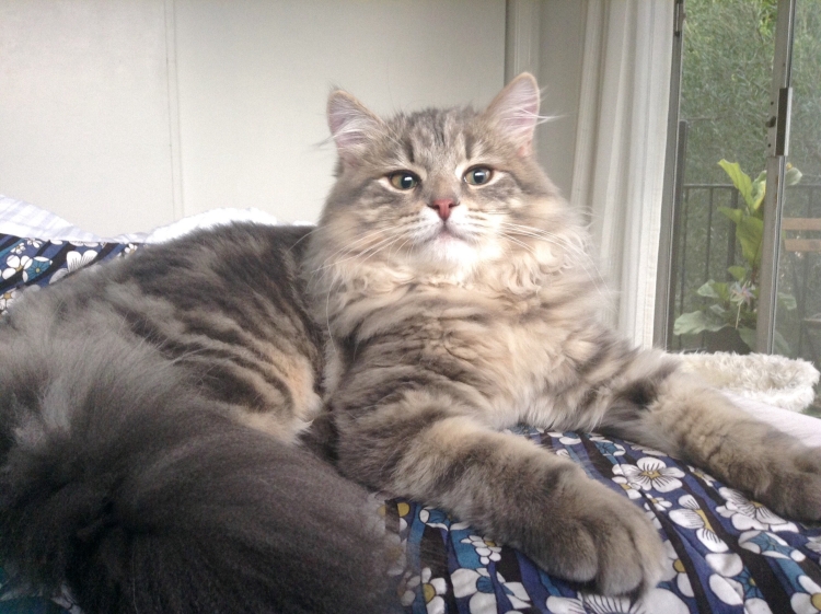 Метис сибирской кошки