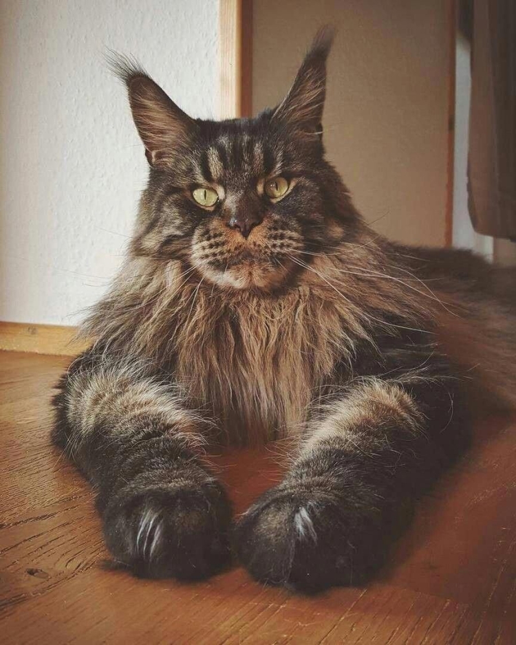 Мейн кун и Сибирская кошка