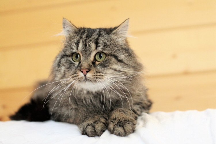 Сибирский кот помесь