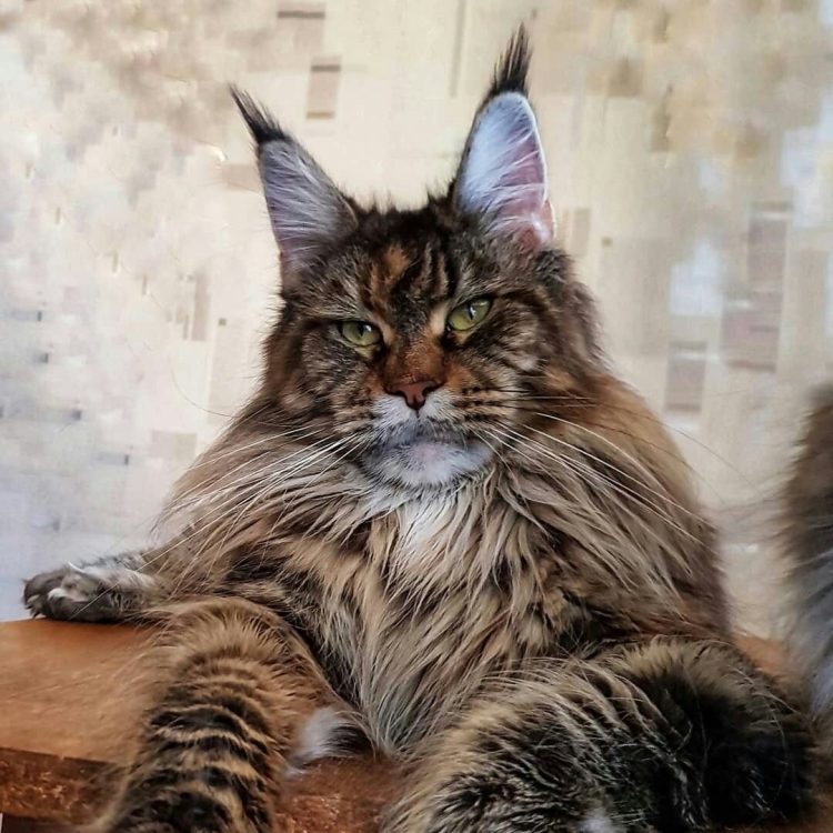 Сибирский Мейн кун