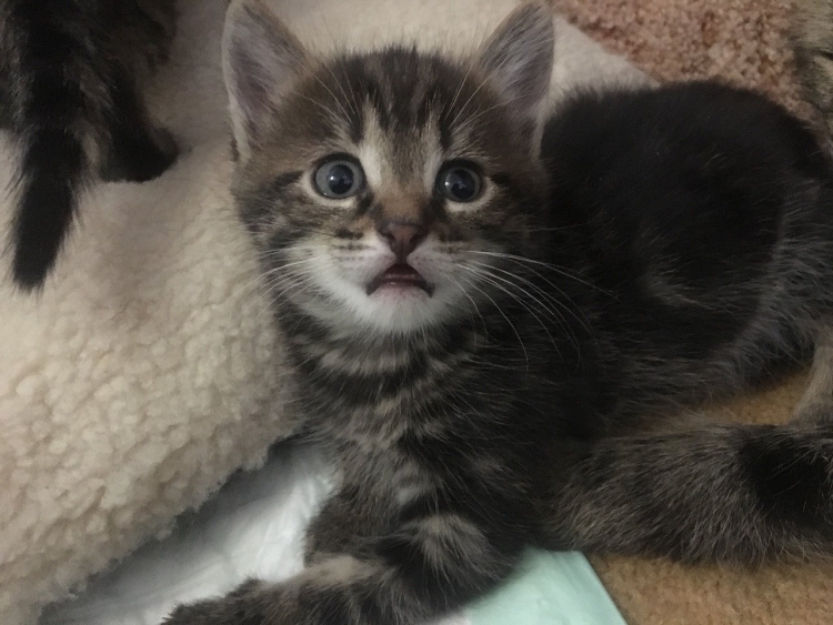 Сибирский котенок помесь