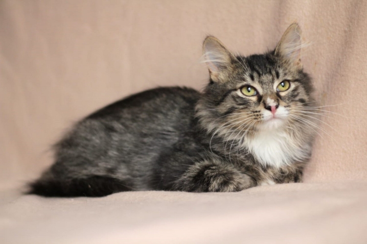 Сибирская кошка помесь