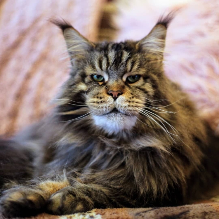 Сибирская кошка имен куйн