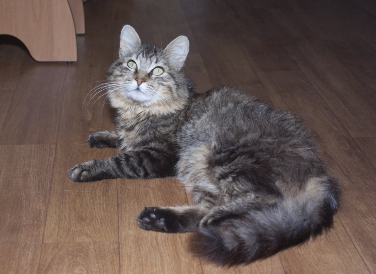 Сибирский кот помесь