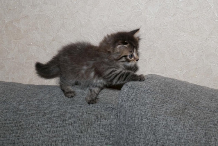Сибирский котенок помесь