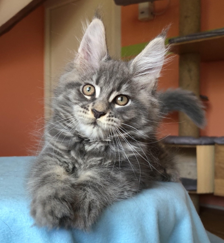 Мейн кун метис