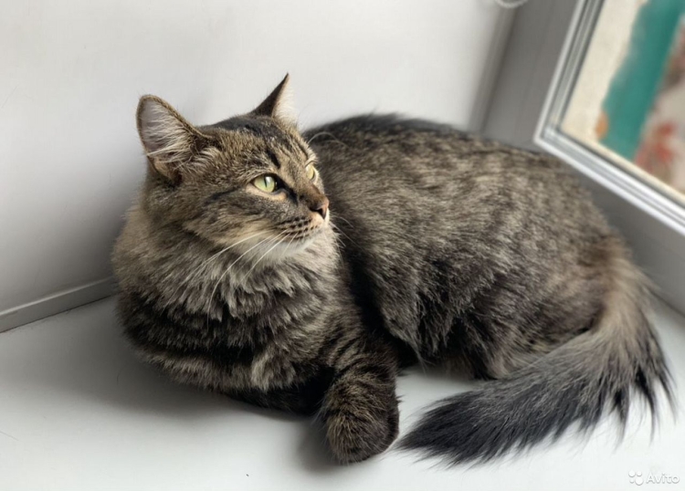 Метис сибирской породы