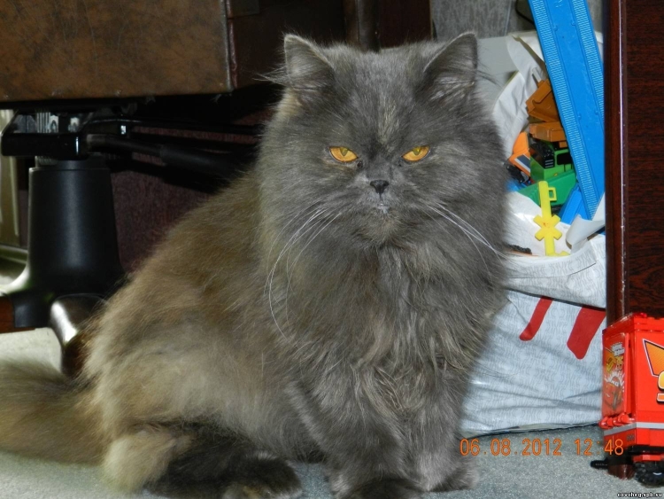 Помесь Сибирского и Персидского кота