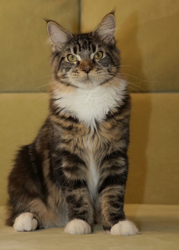 Помесь Мейн куна