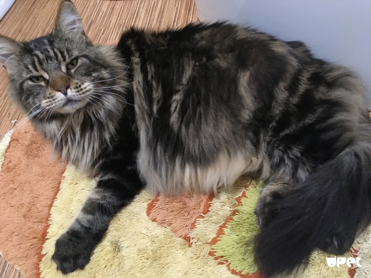 Сибирский Мейн кун