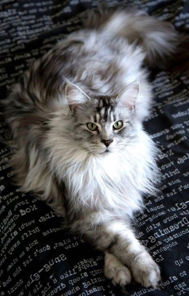 Мейн кун и Сибирская кошка