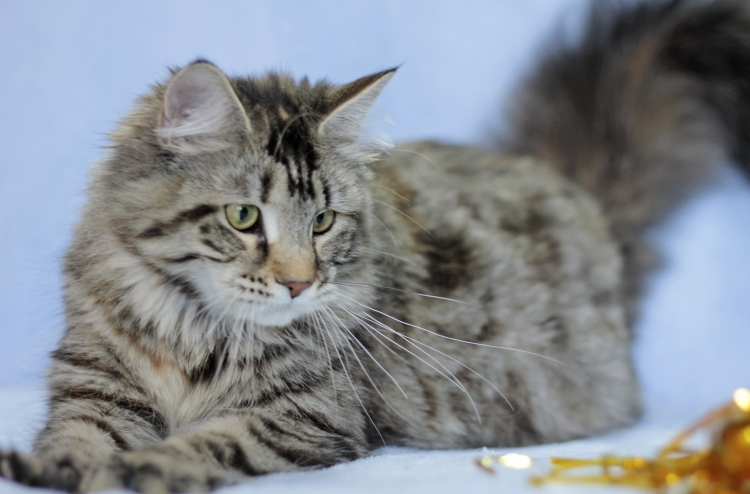 Мейн кун и Сибирская кошка