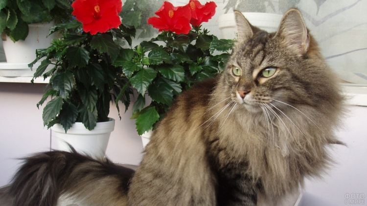 Норвежская Лесная кошка Сибирская Мейн кун