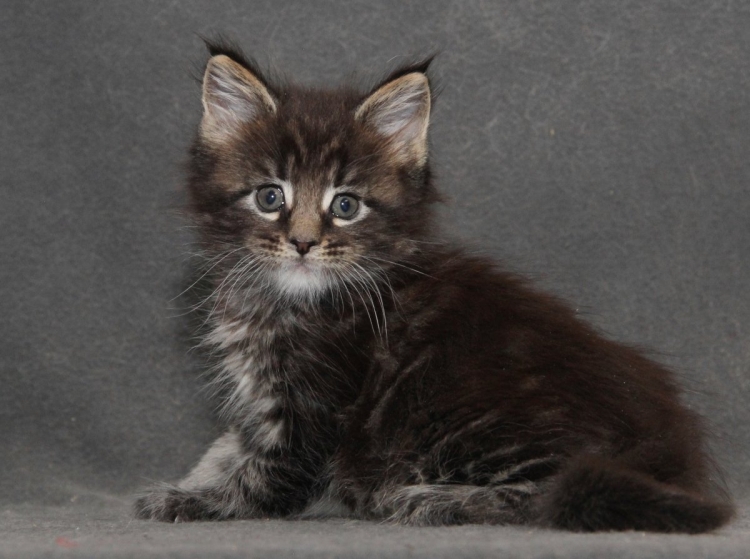 Метис Мейн куна и сибирской кошки