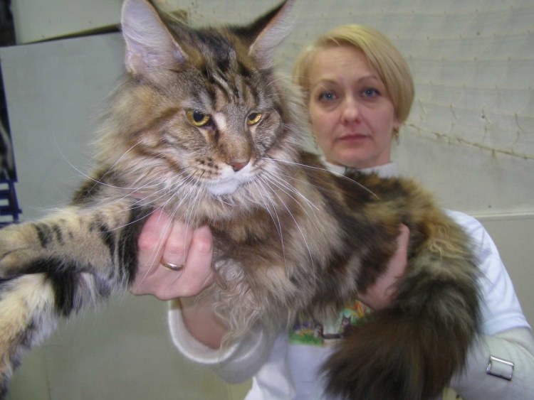 Сибирский Мейн кун