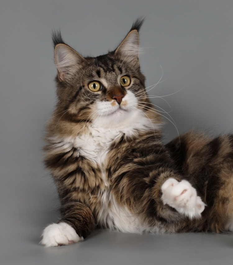 Кошка Мейкуй Сибирская