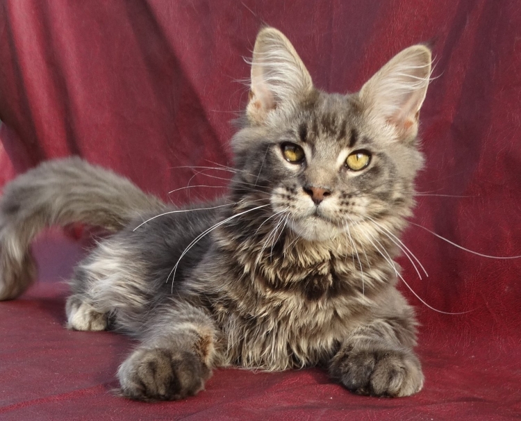 Метис Мейн куна