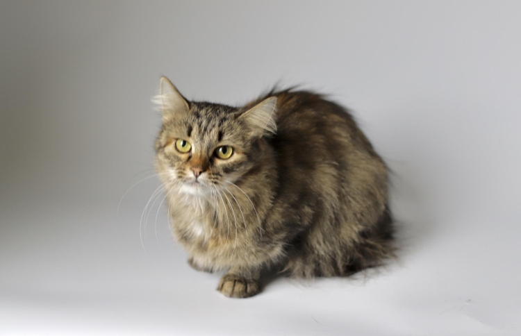 Метис Сибирская кошка и британка