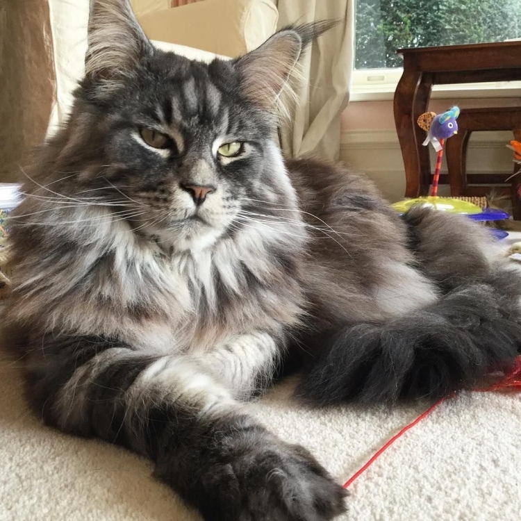 Норвежская Лесная кошка Сибирская Мейн кун