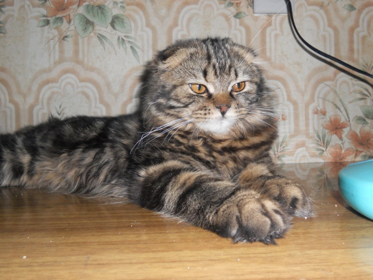 Вислоухие котята Мейн куна