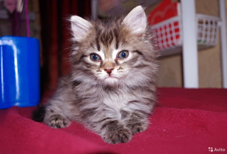 Сибирские котята метисы