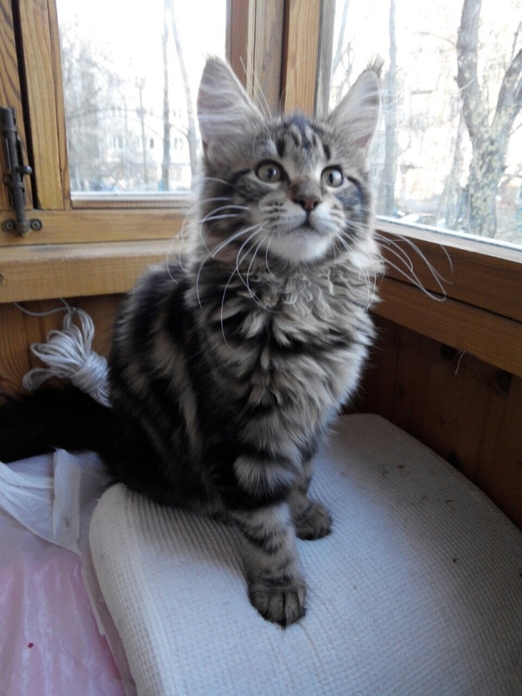 Метис Мейн куна котенок 3 месяца