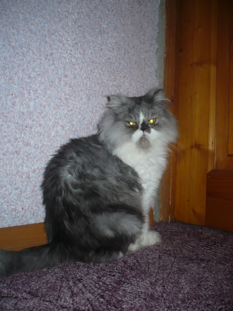 Сибирско Персидская кошка