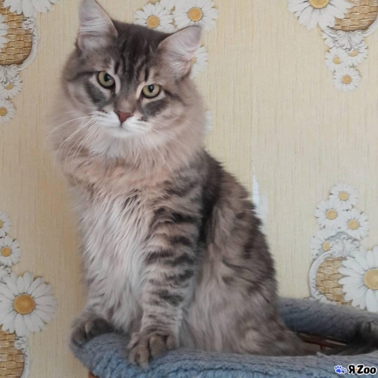 Сибирский кот метис 1 год