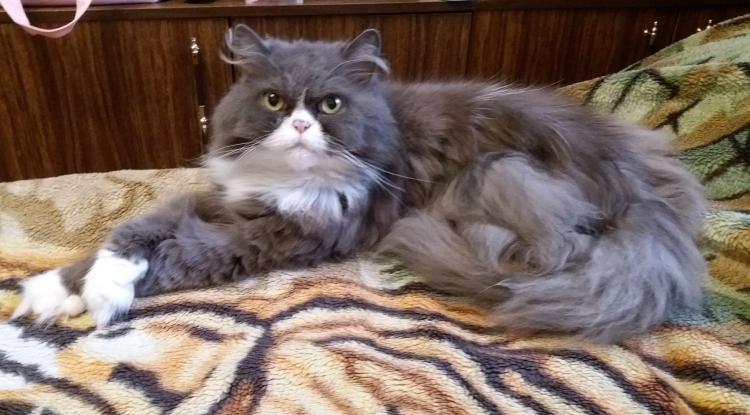 Помесь сибирской и персидской кошки